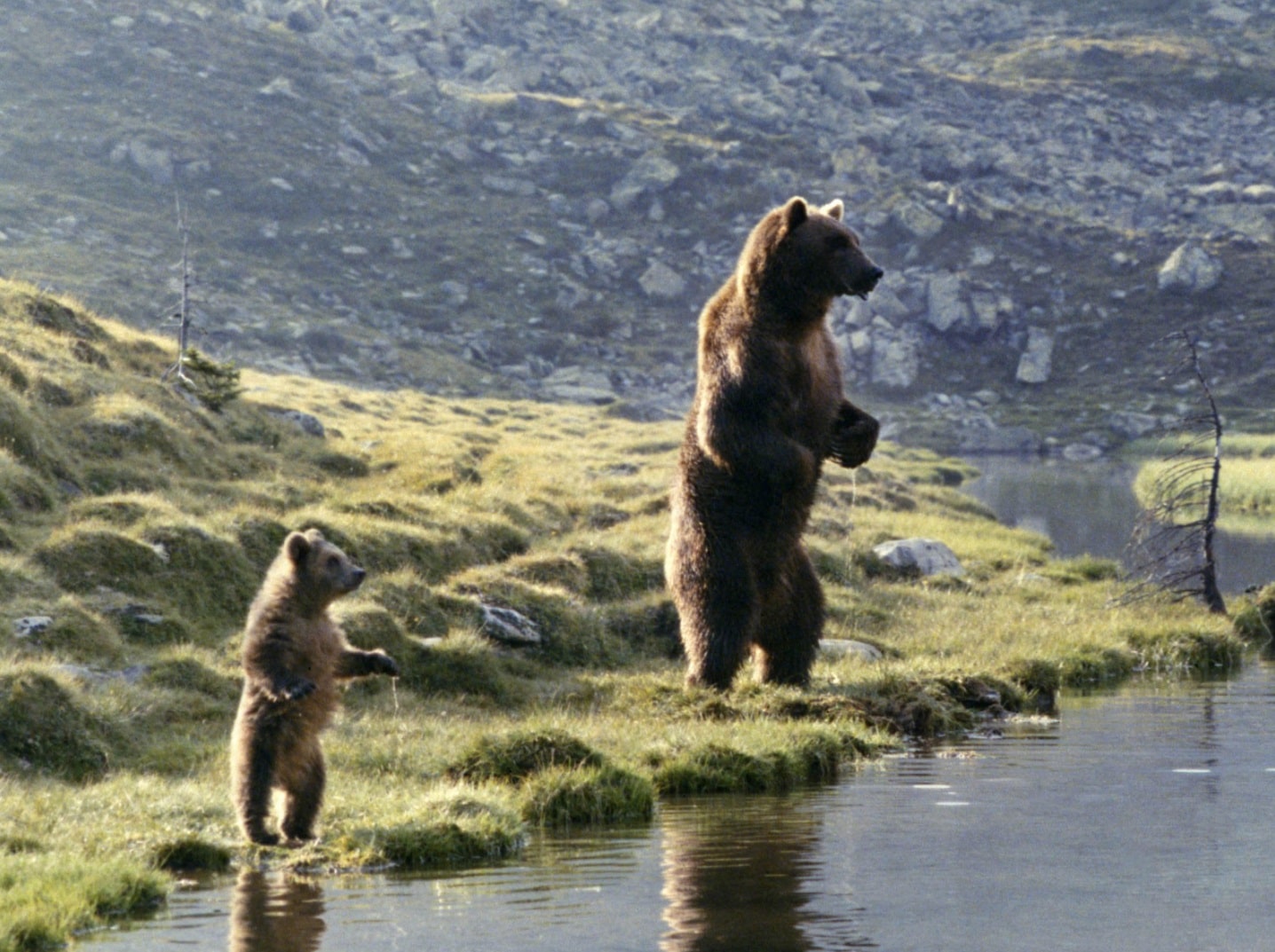 Медведь / L’ours / The Bear (1988): кадр из фильма