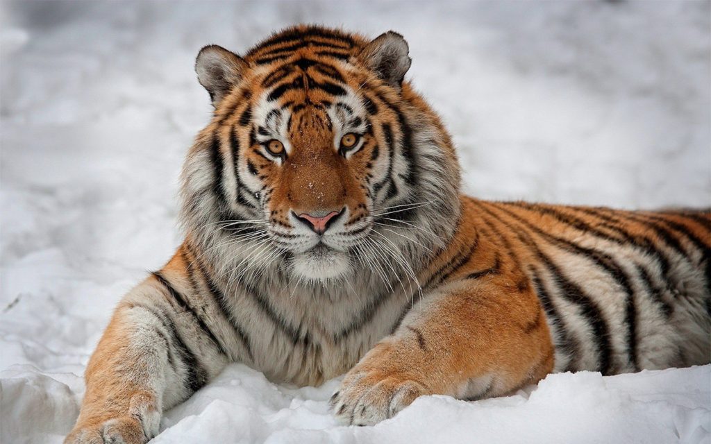 40-faktov-o-tigrah