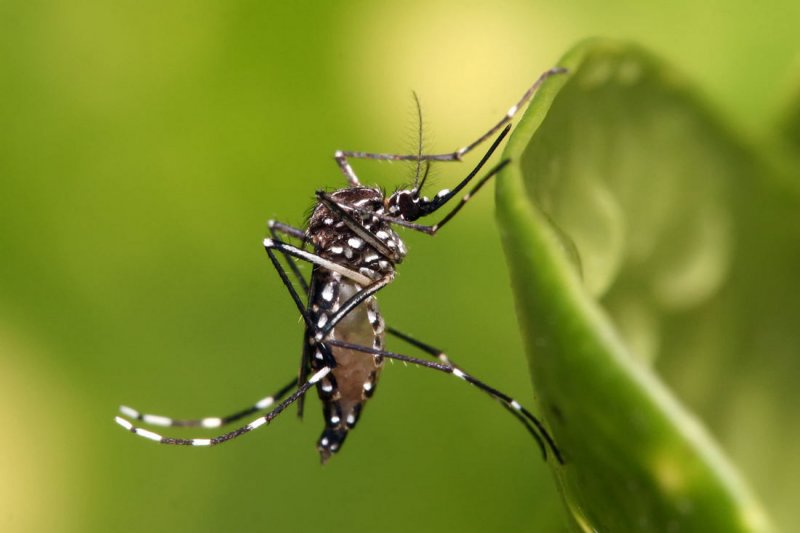 В США выпустят на волю 2 миллиарда генно-модифицированных комаров4