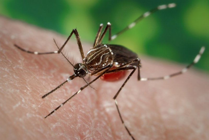 В США выпустят на волю 2 миллиарда генно-модифицированных комаров3