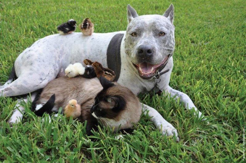 7 примеров необычной дружбы между животными2