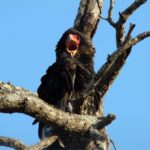 Орёл-скоморох: африканский хищник (8 фото)