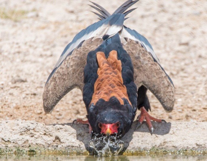 Орёл-скоморох: африканский хищник (8 фото)2