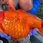 Отъевшиеся золотые рыбки угрожают канадским экосистемам