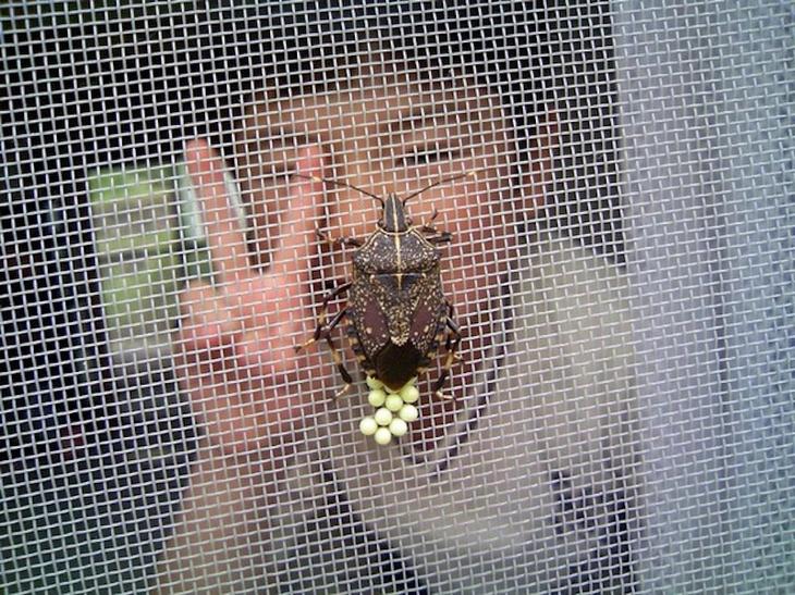10 насекомых, из-за которых вы передумаете посещать Японию1