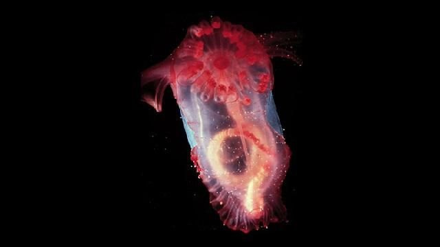12 самых странных и редких существ, живущих под водой10