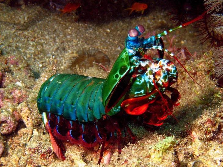 12 самых странных и редких существ, живущих под водой11