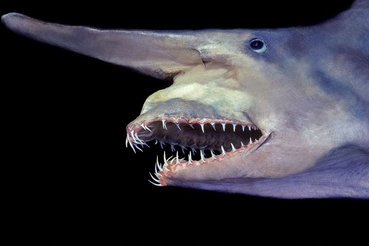 12 самых странных и редких существ, живущих под водой2