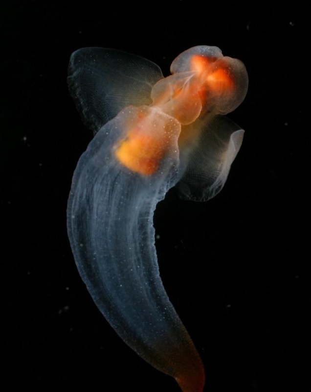 12 самых странных и редких существ, живущих под водой7