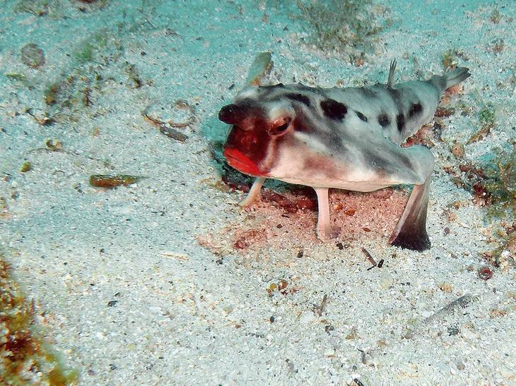 12 самых странных и редких существ, живущих под водой4
