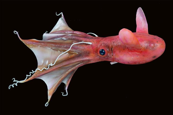 12 самых странных и редких существ, живущих под водой3