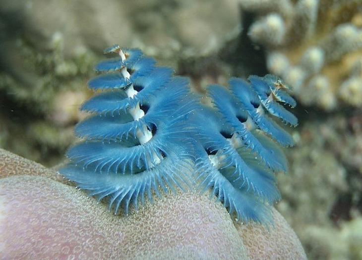 12 самых странных и редких существ, живущих под водой8