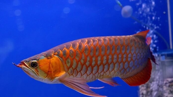 10 самых дорогих аквариумных рыб в мире9