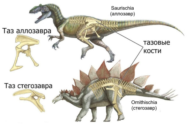 Интересные факты про динозавров, которые вас поразят (15 фото)5