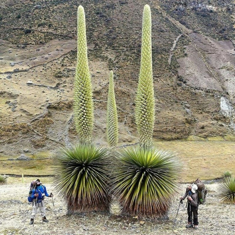 Снимки необычных растений, которые словно с другой планеты13