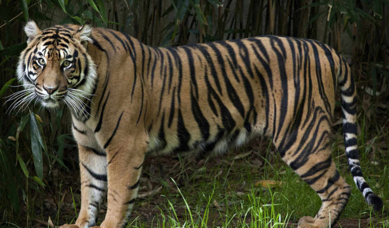 10 самых больших тигров в мире6