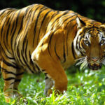 10 самых больших тигров в мире