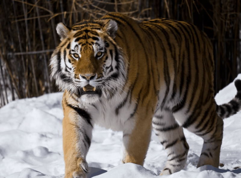 10 самых больших тигров в мире9