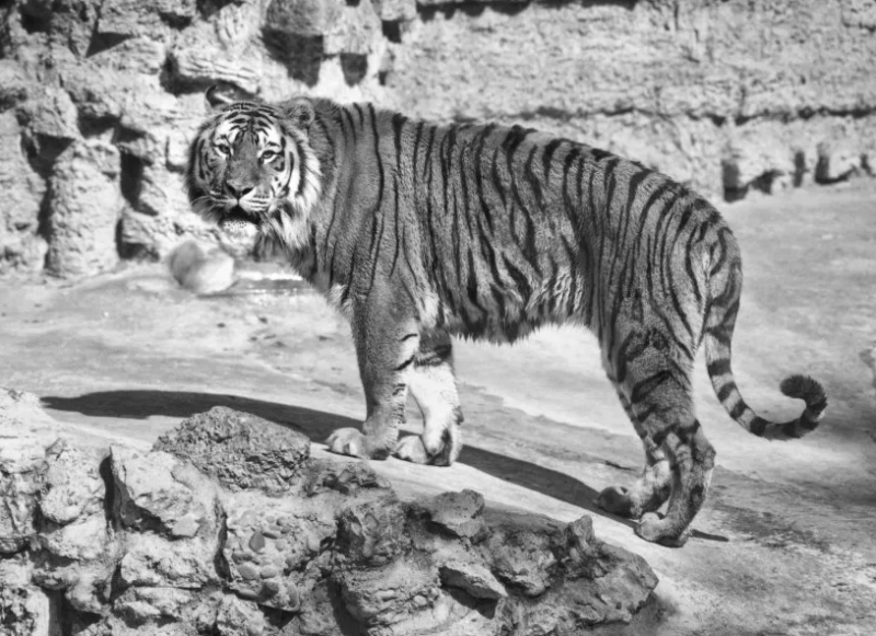 10 самых больших тигров в мире2