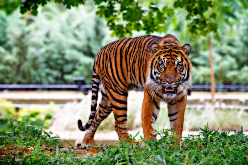 10 самых больших тигров в мире4