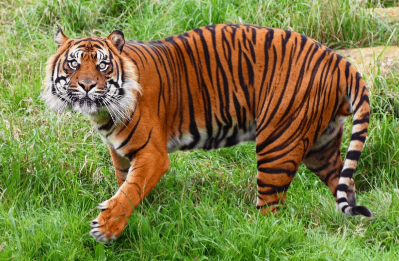 10 самых больших тигров в мире1