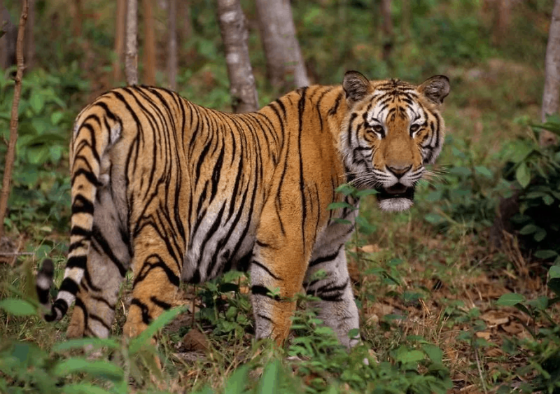 10 самых больших тигров в мире5