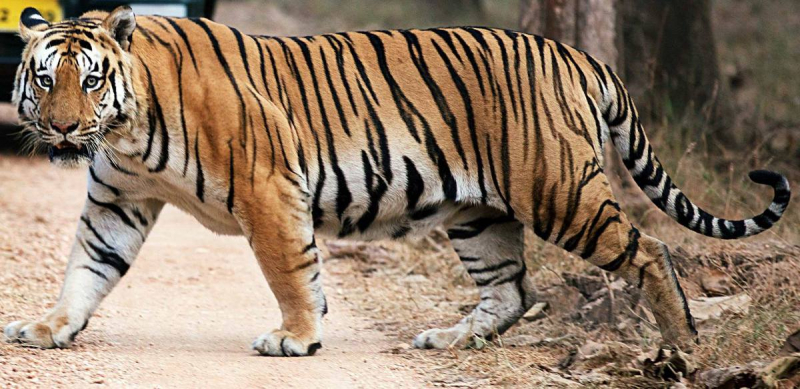 10 самых больших тигров в мире7