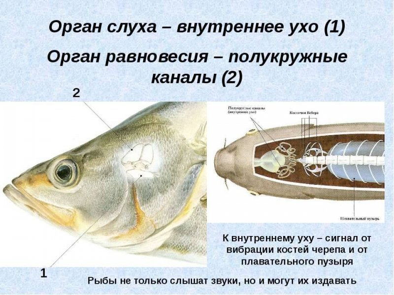 8 интересных фактов о рыбах3