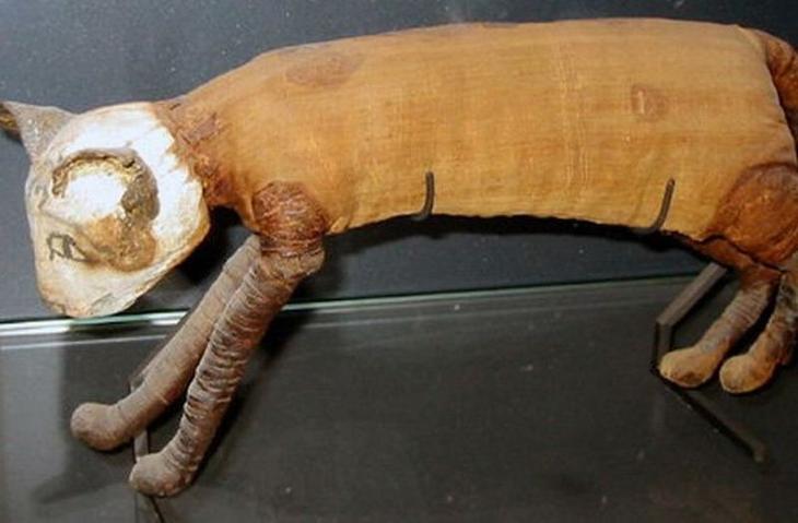 10 фактов о древнеегипетских животных, которые приведут вас в недоумение5