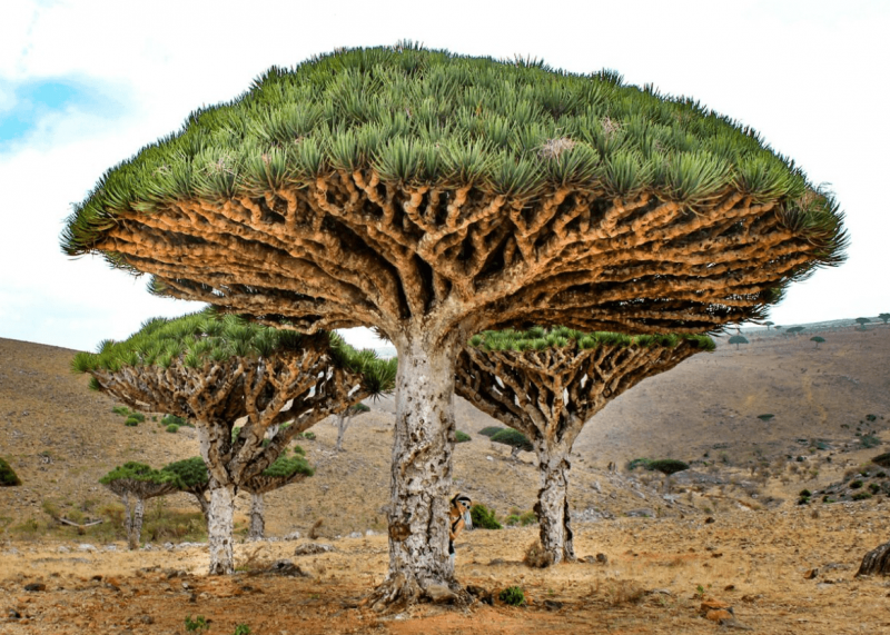 10 самых красивых деревьев в мире с названиями и фото9