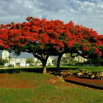 10 самых красивых деревьев в мире с названиями и фото