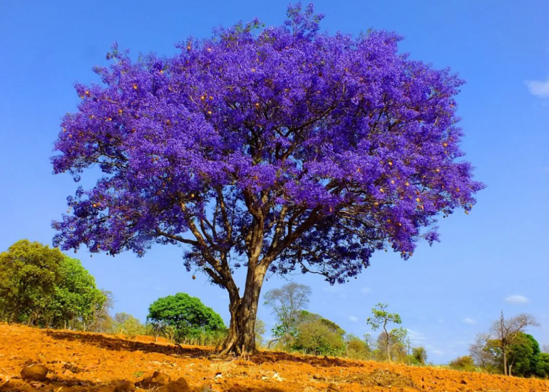 10 самых красивых деревьев в мире с названиями и фото7