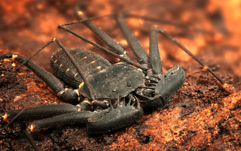 10 самых необычных насекомых в мире6