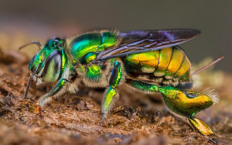 10 самых необычных насекомых в мире2