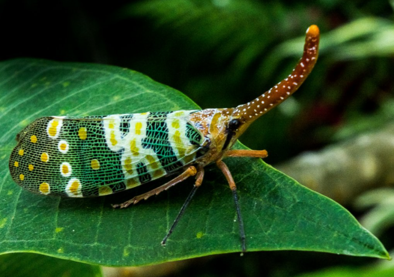 10 самых необычных насекомых в мире9