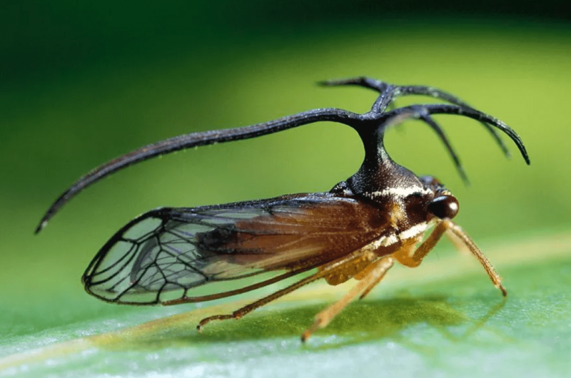 10 самых необычных насекомых в мире7