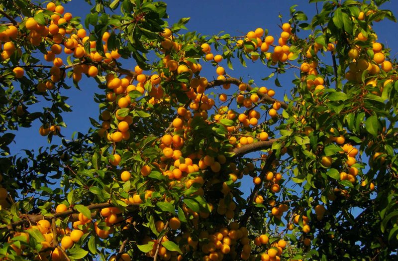 6 основных причин болезней плодовых деревьев3