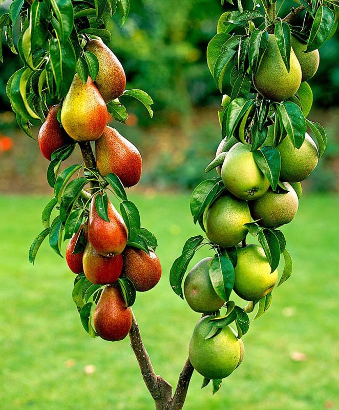 6 основных причин болезней плодовых деревьев1