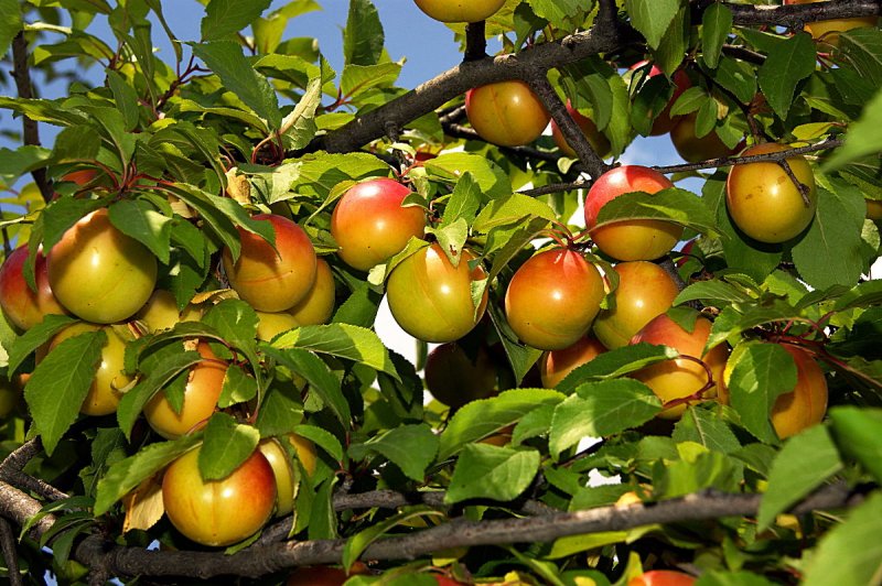 6 основных причин болезней плодовых деревьев2