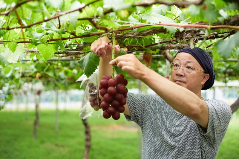 Самый дорогой в мире сорт винограда1