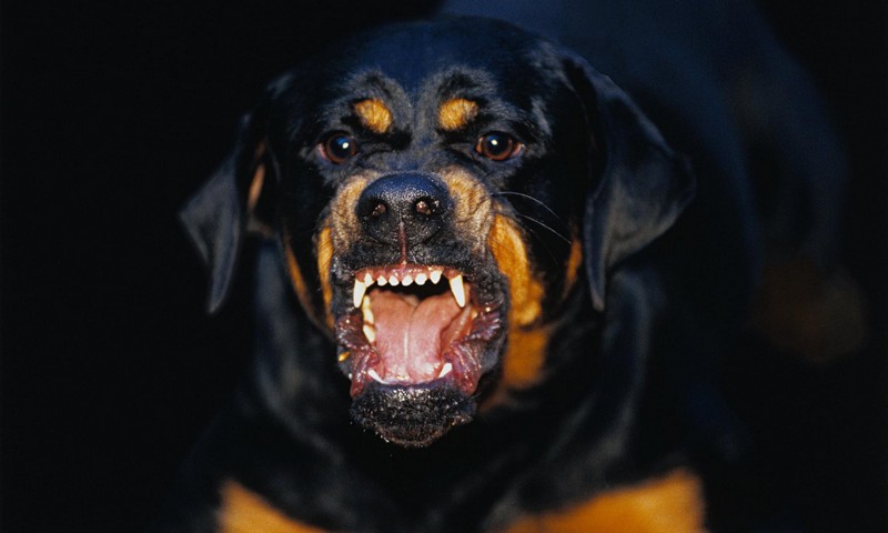 10 самых злых пород собак в мире8