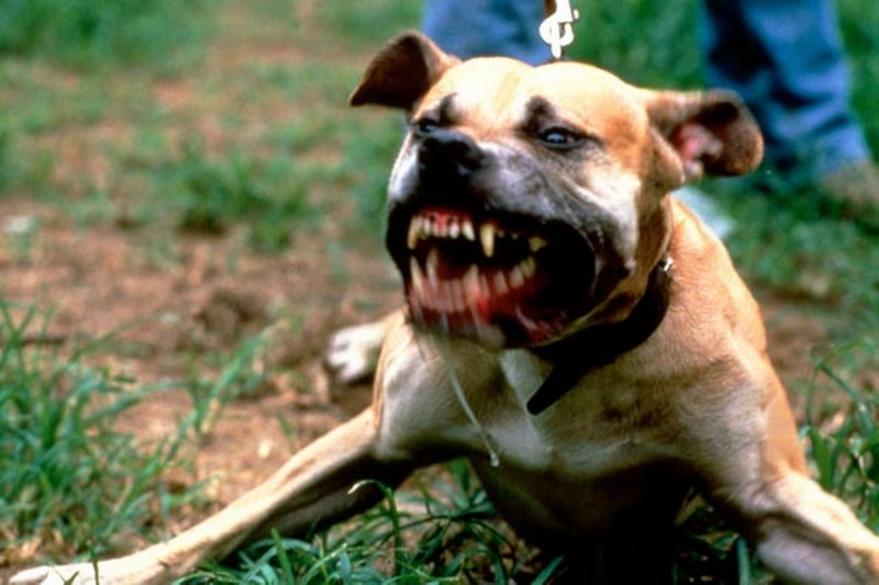 10 самых злых пород собак в мире9