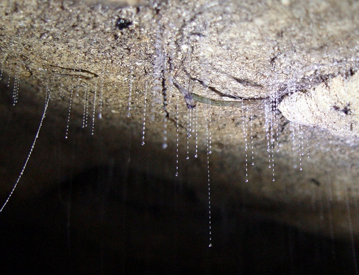 Волшебный свет под землёй: в чём феномен пещеры Вайтомо2