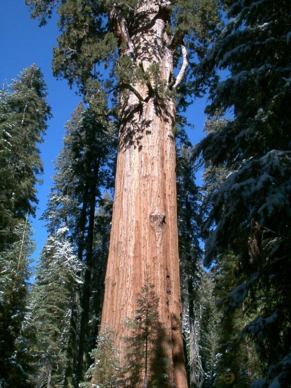 10 высочайших деревьев планеты1