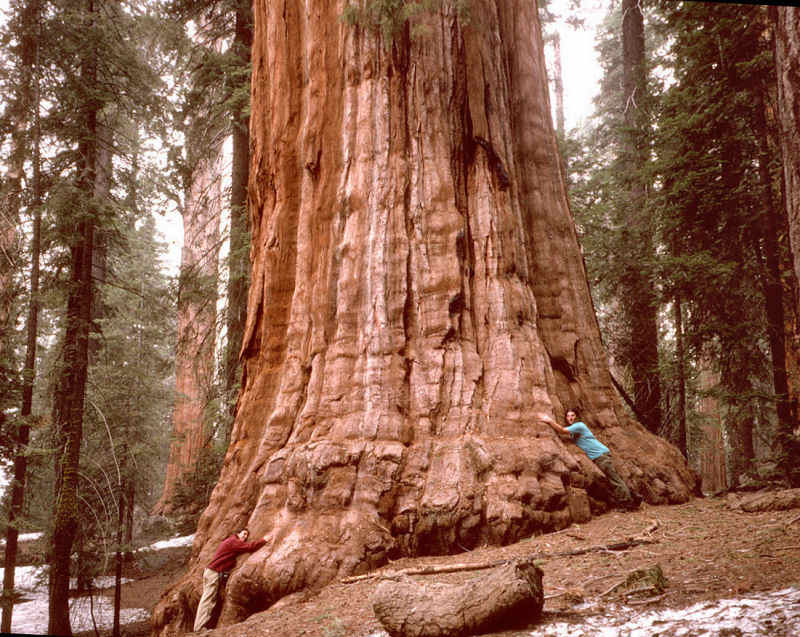 10 высочайших деревьев планеты2