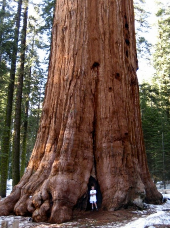 10 высочайших деревьев планеты6
