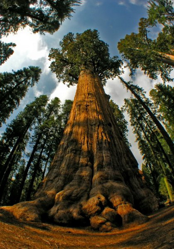 10 высочайших деревьев планеты5