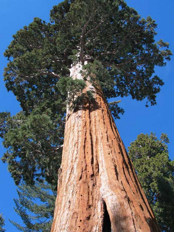 10 высочайших деревьев планеты9