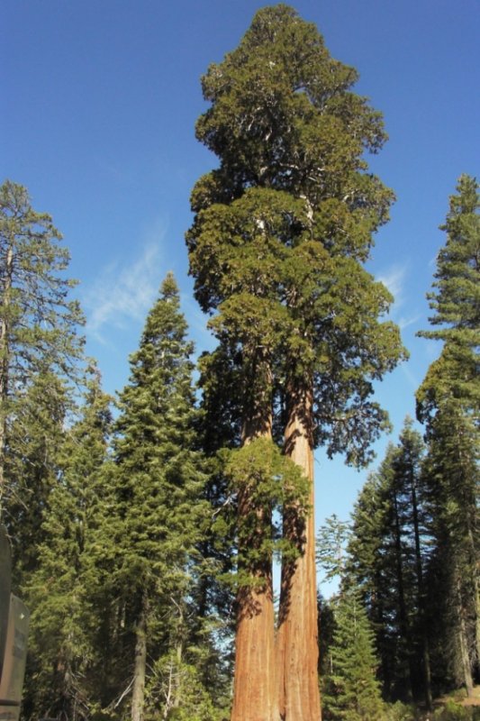 10 высочайших деревьев планеты7