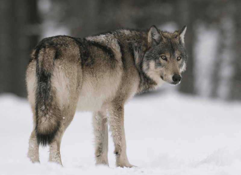 10 самых красивых видов волков в мире6